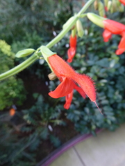 Salvia gesneriiflora