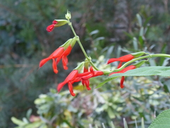 Salvia gesneriiflora