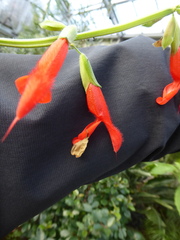 Salvia gesneriiflora