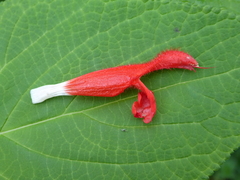 Salvia gesneriiflora