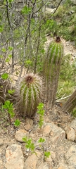 Trichocereus