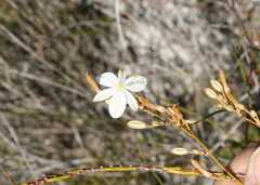 Chlorophytum rigidum