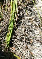Chlorophytum rigidum