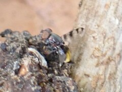 Ulidiidae