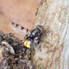 Ulidiidae