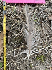 Alopochen aegyptiaca