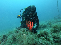 Peltodoris atromaculata