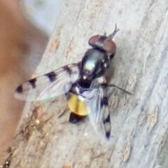 Ulidiidae