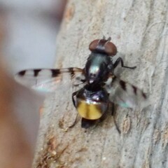 Ulidiidae