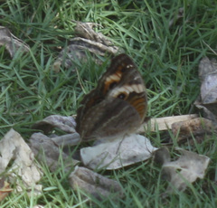 Junonia zonalis