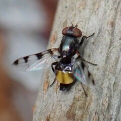 Ulidiidae