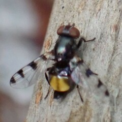 Ulidiidae