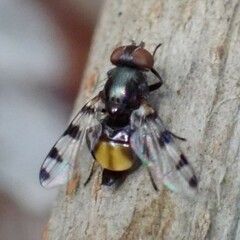 Ulidiidae