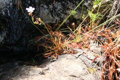 Drosera capensis