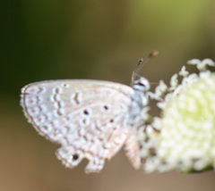 Hemiargus ceraunus
