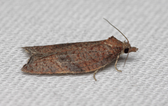Acleris rhombana
