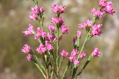 Erica corifolia