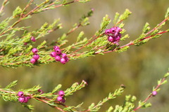 Erica multumbellifera