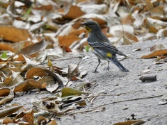 Setophaga coronata auduboni