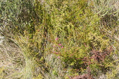Erica multumbellifera