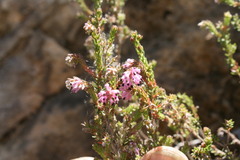 Erica placentiflora