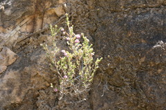Erica placentiflora