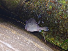 Acanthostracion quadricornis