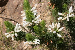 Erica sessiliflora