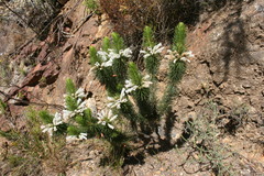Erica sessiliflora