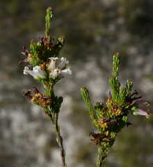 Erica walkeria