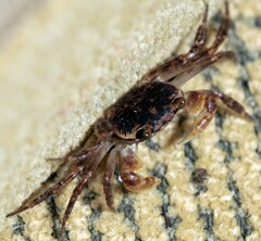 Geograpsus grayi