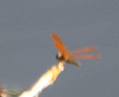 Perithemis