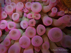 Periclimenes rathbunae