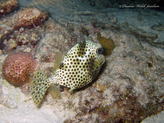 Lactophrys bicaudalis