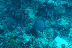 Pomacanthus arcuatus
