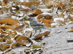 Setophaga coronata auduboni