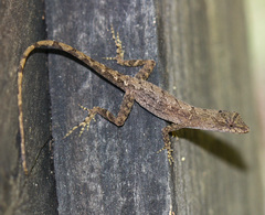 Anolis cupreus