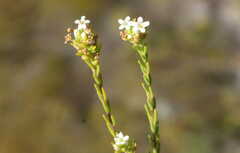 Selago ramosissima