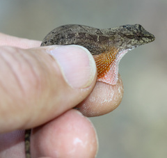 Anolis cupreus