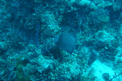 Pomacanthus arcuatus