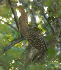 Tigrisoma