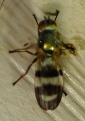 Chaetopsis massyla