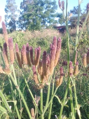 Verbena