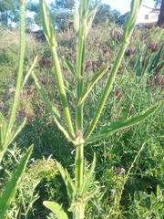 Verbena