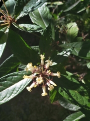 Pittosporum rubiginosum