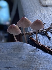 Mycena bulliformis