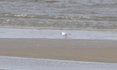 Chroicocephalus ridibundus