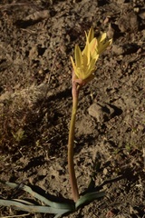 Zephyranthes gilliesiana