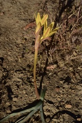 Zephyranthes gilliesiana
