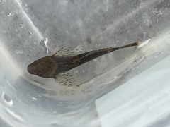 Cottus bairdii
